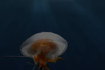 微生物组与动物健康